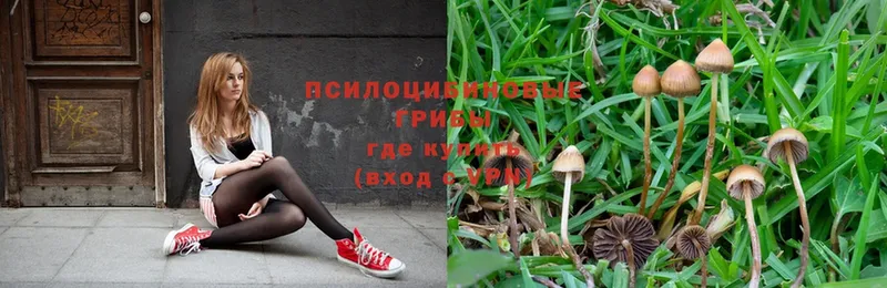 Галлюциногенные грибы Psilocybe  Новокузнецк 